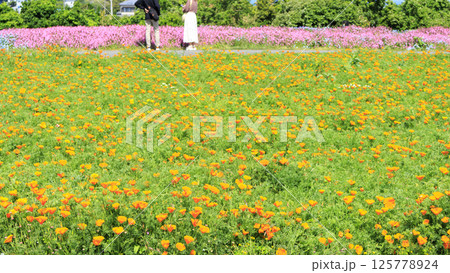 入場料無料の横須賀市ソレイユの丘の春 125778924