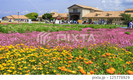 入場料無料の横須賀市ソレイユの丘の春 入場料無料の横須賀市ソレイユの丘の春 125778929