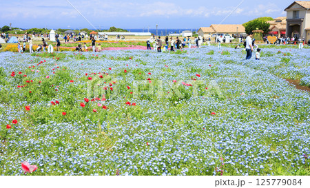 入場料無料の横須賀市ソレイユの丘の春 125779084