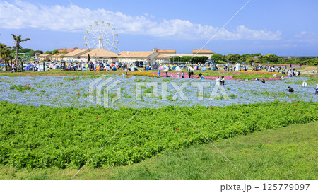 入場料無料の横須賀市ソレイユの丘の春 125779097