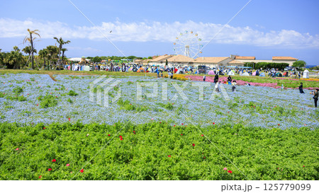入場料無料の横須賀市ソレイユの丘の春 125779099
