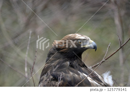 イヌワシ 125779141