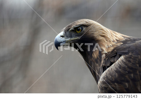 イヌワシ イヌワシ 125779143