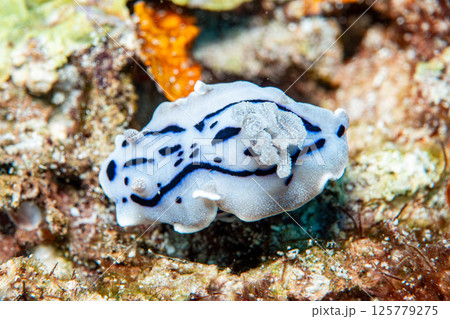 ミスジアオイロウミウシ ミスジアオイロウミウシ 125779275