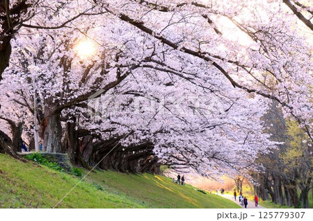 宇治川と木津川を隔てる堤防に沿って1.4キロメートルに亘って咲き誇る見事な桜並木がつづく京都・背割堤 125779307