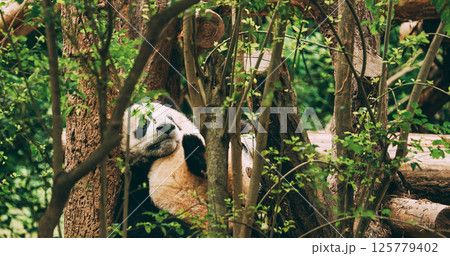Giant Panda Climbs Tree. Cute Panda Paws Close-up View. Bear Or Simply, Is Bear Species Endemic To China. Panda Diplomacy. National Symbol Of China, Personifying Sincerity, Friendliness, Tolerance And 125779402
