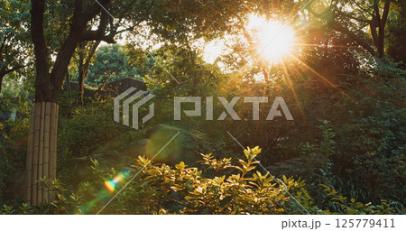 Chengdu, Sichuan, China. Chengdu Research Base. Sunny Day in Bamboo Grove Chengdu, Sichuan, China. Chengdu Research Base. Sunny Day in Bamboo Grove 125779411