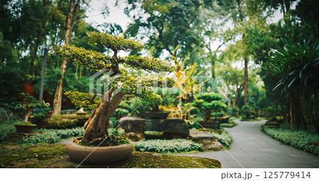 Chengdu, Sichuan, China. Garden Area Of Wuhou Memorial Temple. Ornamental Bonsai Tree. Bamboo Bushes On Background. Comfortable Environment To Embrace Nature. Wide Spread Of Cypresses, Willows, Ginkgo 125779414