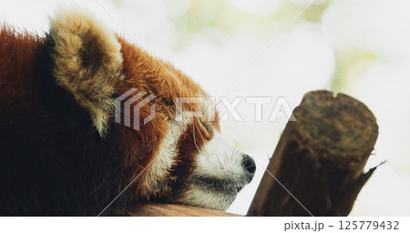 Cute Red Panda Face Close-up View. Red Panda Sleep And Sticks Out Tongue. Ailurus Fulgens Or Lesser Panda Is Small Mammal Native To The Eastern Himalayas And Southwestern China. Red Pandas Are Also Cute Red Panda Face Close-up View. Red Panda Sleep And Sticks Out Tongue. Ailurus Fulgens Or Lesser Panda Is Small Mammal Native To The Eastern Himalayas And Southwestern China. Red Pandas Are Also 125779432