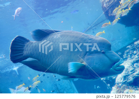 メガネモチノウオ・熱帯の魚たち（沖縄県・本部町） 125779576