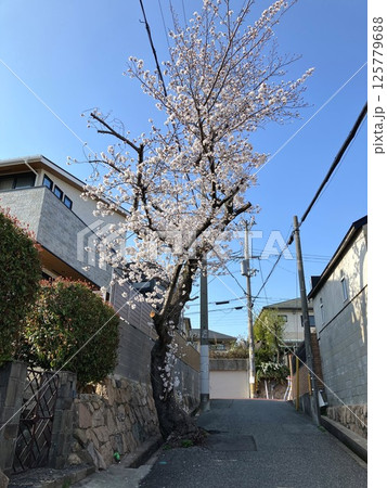 桜・山本台 125779688