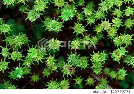 ゼニゴケの花　胞子嚢 125779771