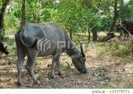 buffalo landscape.Thai buffalo herd standing in the meadow,Buffalo in the countryside thailand. A beautiful scenery buffalo landscape.Thai buffalo herd standing in the meadow,Buffalo in the countryside thailand. A beautiful scenery 125779772