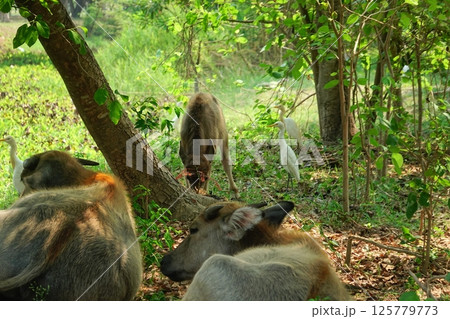 buffalo landscape.Thai buffalo herd standing in the meadow,Buffalo in the countryside thailand. A beautiful scenery  125779773