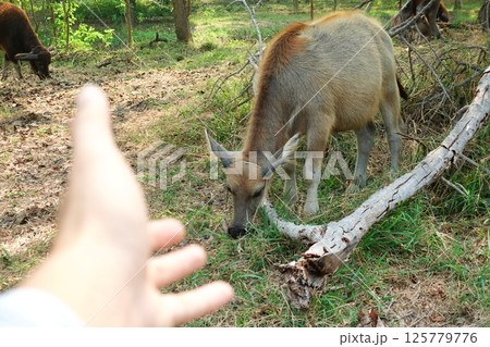 buffalo landscape.Thai buffalo herd standing in the meadow,Buffalo in the countryside thailand. A beautiful scenery buffalo landscape.Thai buffalo herd standing in the meadow,Buffalo in the countryside thailand. A beautiful scenery 125779776