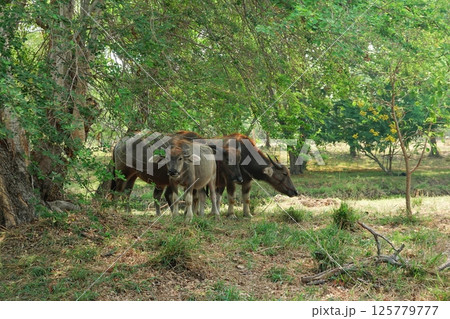 buffalo landscape.Thai buffalo herd standing in the meadow,Buffalo in the countryside thailand. A beautiful scenery  125779777
