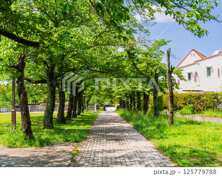 郊外の住宅地 新緑の桜並木 郊外の住宅地 新緑の桜並木 125779788