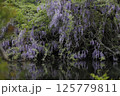 池に映る藤の花 125779811