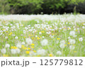 たんぽぽの綿毛 125779812