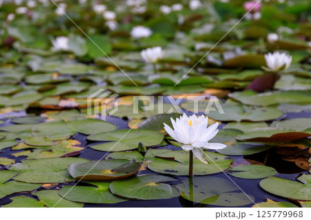 北海道岩見沢市、いわみざわ公園の池に咲くハスの花【7月】 北海道岩見沢市、いわみざわ公園の池に咲くハスの花【7月】 125779968