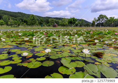 北海道岩見沢市、いわみざわ公園の池に咲くハスの花【7月】 125779969
