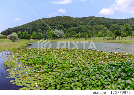 北海道岩見沢市、いわみざわ公園の池に咲くハスの花【7月】 北海道岩見沢市、いわみざわ公園の池に咲くハスの花【7月】 125779970