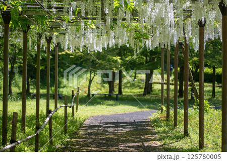 古代の森に咲き乱れる春の花藤の絶景 125780005