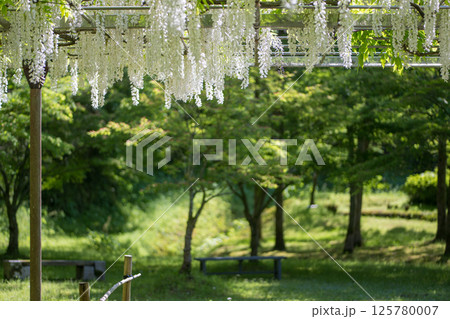 古代の森に咲き乱れる春の花藤の絶景 125780007
