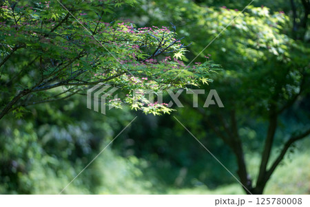 古代の森に咲き乱れる春の花藤の絶景 古代の森に咲き乱れる春の花藤の絶景 125780008