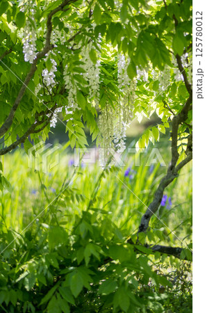 古代の森に咲き乱れる春の花藤の絶景 古代の森に咲き乱れる春の花藤の絶景 125780012