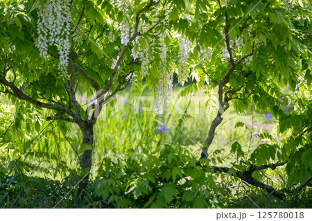 古代の森に咲き乱れる春の花藤の絶景 古代の森に咲き乱れる春の花藤の絶景 125780018
