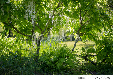 古代の森に咲き乱れる春の花藤の絶景 125780020