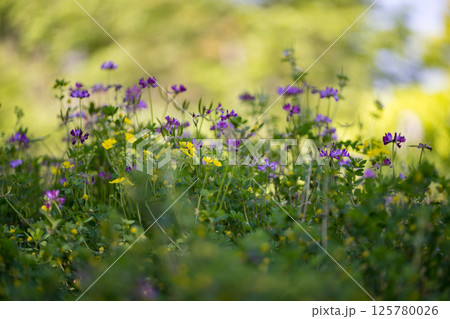古代の森に咲き乱れる春の花藤の絶景 古代の森に咲き乱れる春の花藤の絶景 125780026