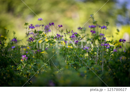 古代の森に咲き乱れる春の花藤の絶景 古代の森に咲き乱れる春の花藤の絶景 125780027