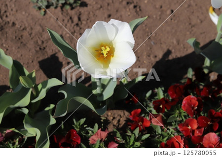 春の公園に咲く白いチューリップの花と赤いパンジーの花 春の公園に咲く白いチューリップの花と赤いパンジーの花 125780055