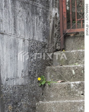 斜面に建つ家の玄関脇に咲いたタンポポ 125780060