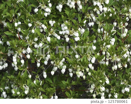 ドウダンツツジの花が満開です ドウダンツツジの花が満開です 125780061