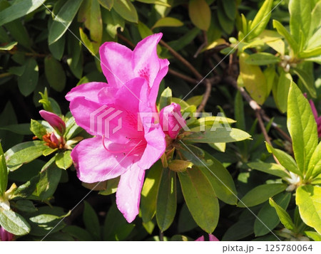 日当たりの良い道路脇のツツジ 125780064