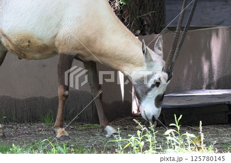 アラビアオリックス 125780145