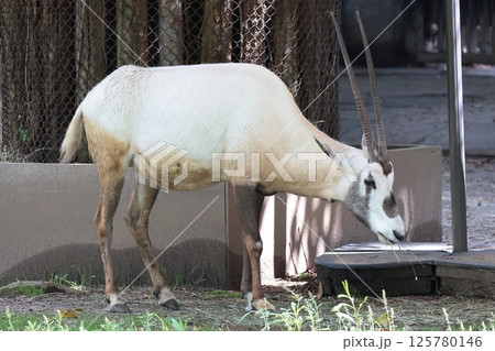 アラビアオリックス 125780146