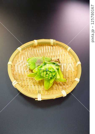 フキノトウ ふきのとう 蕗の薹 フキノトウ ふきのとう 蕗の薹 125780167