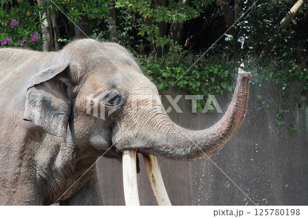 インドゾウ インドゾウ 125780198