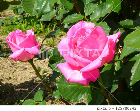 バラの花(プリンセスマーガレット) バラの花(プリンセスマーガレット) 125780242