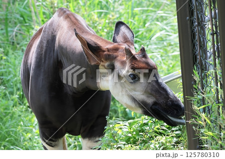 オカピ オカピ 125780310