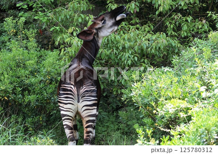 オカピ オカピ 125780312