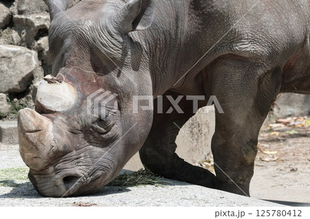 ヒガシクロサイ 125780412