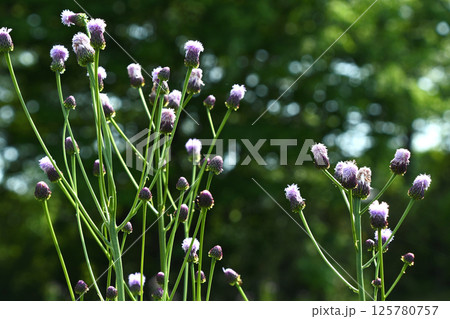 キツネアザミ(狐薊) キツネアザミ(狐薊) 125780757