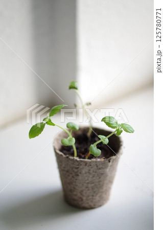 逆光下のシソの若葉 逆光下のシソの若葉 125780771