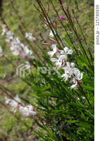 4月春の野に咲いたハクチョウソウの白い花 125780830