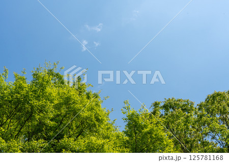 春の光に包まれた新緑の樹林と青空のコピースペース 125781168
